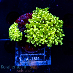 Euphyllia paradivisa - K&sup2; Ultra Toxic Frogspawn -...