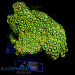 Goniopora spec. - Aussie Green/Yellow M - cultured  - WYSIWYG 322