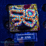 Acanthastrea lordhowensis - K&sup2; Ultra Pink - cultured...