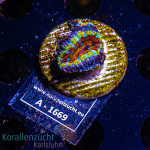 Acanthastrea lordhowensis - K&sup2; Premium Rainbow  -...