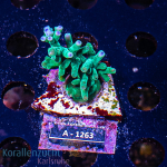 Acropora spec. - K&sup2; Echinata Blue Tips - cultured  -...