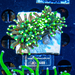 Euphyllia glabrescens - K&sup2; Yellow/Green - 2 Heads -...