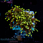 Euphyllia glabrescens - K&sup2; Ultra Yellow/Green - 2 Heads - cultured  - WYSIWYG 354