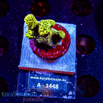 Acropora spec. - K&sup2; Mille Green/Yellow - cultured -...