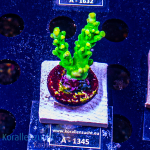Acropora spec. - K&sup2; Green/Yellow Tips - cultured -...