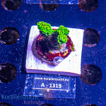 Acropora spec. - K&sup2; Mille Green/Yellow - cultured -...