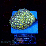 Goniopora spec. - K&sup2; Green/Yellow - cultured  - WYSIWYG 376