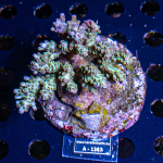 Acropora spec. - Ultra Grade Rainbow - M - mariculture  - WYSIWYG 414