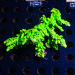 Acropora spec. - K&sup2; Toxic Green Stag - Large - Anf&auml;nger  - WYSIWYG 434