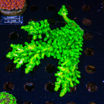 Acropora spec. - K&sup2; Toxic Green Stag - Large - Anf&auml;nger  - WYSIWYG 435