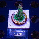 Acropora spec. - K&sup2; Red Stag - cultured -...