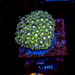Goniopora spec. - K&sup2; Green/Yellow - cultured  - WYSIWYG 444