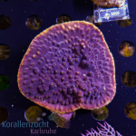 Turbinaria spec. - Violett & Yellow Rim - WYSIWYG 309