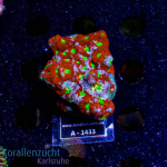 Favites spec.  -  K&sup2; Warcoral  - WYSIWYG 45