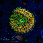 Fungia spec. - Multicolor - DNZ - WYSIWYG 53