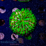 Fungia spec. - Multicolor - DNZ - WYSIWYG 54