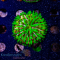 Fungia spec. - Multicolor - DNZ - WYSIWYG 54