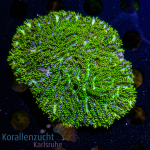 Hydnophora spec. - K&sup2; Toxic Green/Blue - L -...