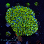 Hydnophora spec. - K&sup2; Toxic Green/Blue - L -...