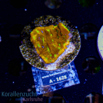 Leptoseris spec. - K&sup2; Jack o Lantern - M - cultured...