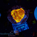 Leptoseris spec. - K&sup2; Jack o Lantern - M - cultured...
