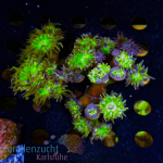 Duncanopsammia axifuga  - K&sup2; Stock Aussie Green -...