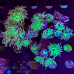 Duncanopsammia axifuga  - K&sup2; Stock Aussie Green -...