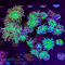 Duncanopsammia axifuga  - K&sup2; Stock Aussie Green - cultured - WYSIWYG 90