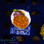 Ricordea yuma - K&sup2; Multistone 2 Polyps  - WYSIWYG 95