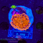 Ricordea yuma - K&sup2; Multistone 2 Polyps  - WYSIWYG 95