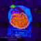 Ricordea yuma - K&sup2; Multistone 2 Polyps  - WYSIWYG 95