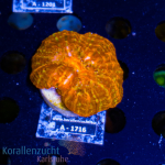 Cynarina lacrymalis - Red/Yellow - Nano size - cultured...