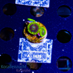 Zoanthus spec. - K&sup2; Yellow Multi- S- cultured -...