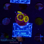 Zoanthus spec. - K&sup2; Yellow Multi- S- cultured -...