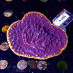 Turbinaria spec.  - Purple Yellow Rim  - WYSIWYG 130