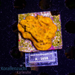Leptoseris spec. - K&sup2; Toxic Orange - M - cultured  -...