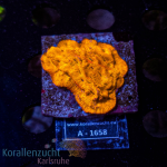 Leptoseris spec. - K&sup2; Toxic Orange - M - cultured  -...