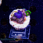 Zoanthus spec. &amp; Discosoma spec. - K&sup2; Mixed Rock...