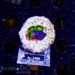 Zoanthus spec. &amp; Discosoma spec. - K&sup2; Mixed Rock...