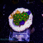 Zoanthus spec. &amp; Discosoma spec. - K&sup2; Mixed Rock...