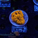Acanthastrea echinata - K&sup2; Ultra Orange - M -...