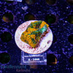 Acanthastrea echinata - K&sup2; Orange Multi - S -...