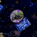 Zoanthus spec. - K&sup2; Yellow/Blue - cultured  -...