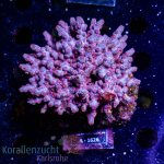 Cyphastrea decadia  - Blue / Pink - L - mariculture -...