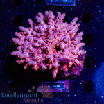 Cyphastrea decadia  - Blue / Pink - L - mariculture -...