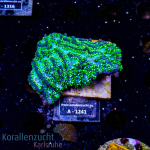 Hydnophora spec. - K&sup2; Blue Fluo - M - cultured...