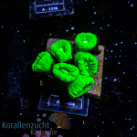 Caulastrea spec. - K&sup2; Toxic Apple - M - cultured...