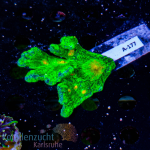 Pectinia spec. - K&sup2; Space Invader - L - cultured...