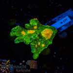 Pectinia spec. - K&sup2; Space Invader - L - cultured...