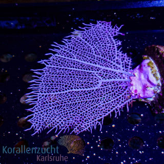 Goniopora spec. - Ventalina - Large - Caribbean  - WYSIWYG 191